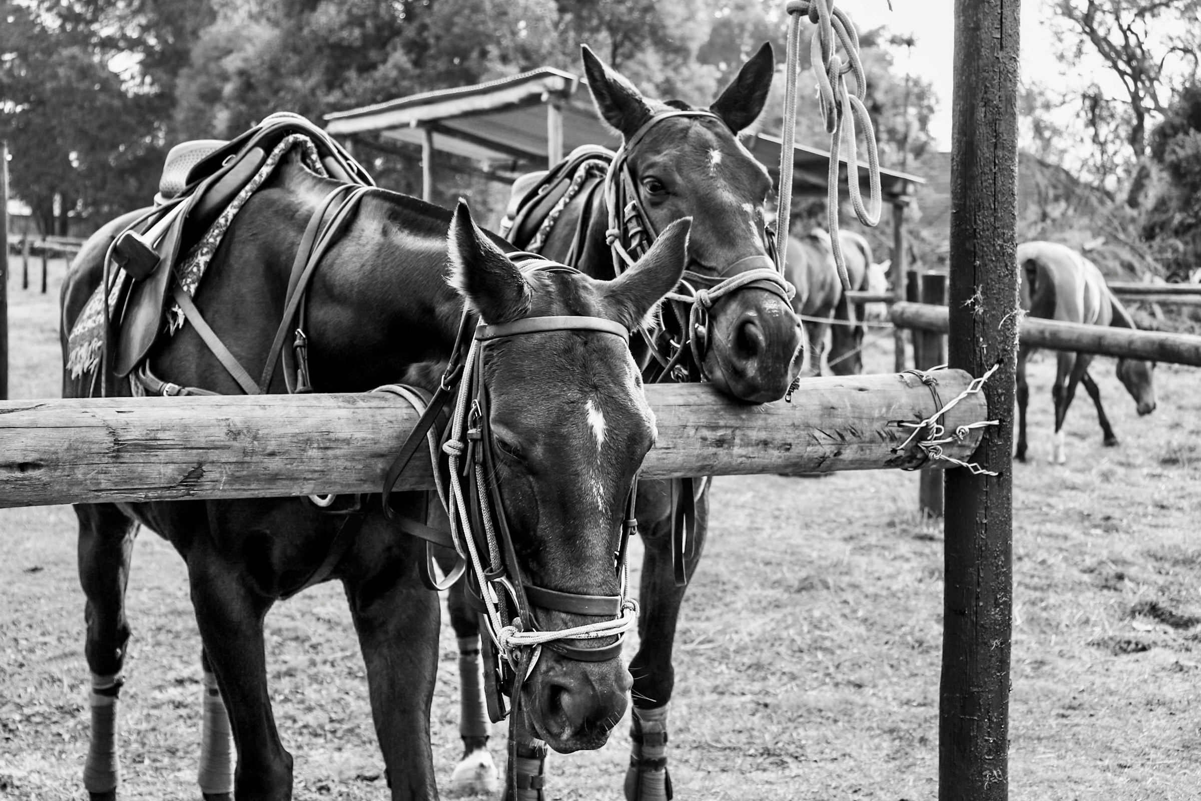 Two saddled horses tied at a hitching rail, black and white.